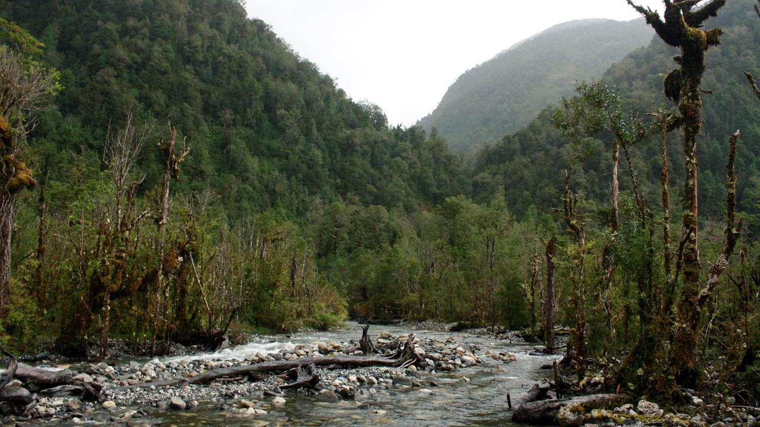 Bosques pantanosos de Aysén.