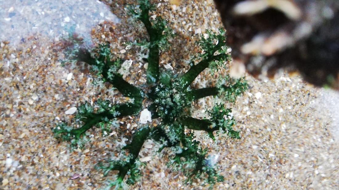 Tentáculos extendidos del pepino de mar de importancia comercial que habita en las costas de Chile, Athyonidium chilensis. Estas estructuras le sirven para capturar su alimento y como mecanismo de defensa.