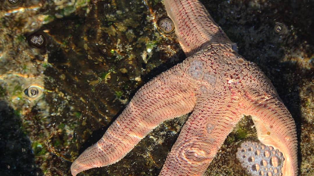 Estrella de mar Stichaster striatus Müller & Troschel, 1840, especie de aguas poco profundas característica de la costa de Chile y Perú (© Matías Saa). Estrella de mar Stichaster striatus Müller & Troschel, 1840, especie de aguas poco profundas característica de la costa de Chile y Perú (© Matías Saa).