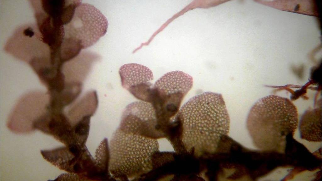 Hepáticas foliosas de la familia Lejeunaceae recolectadas en el Juan Fernández. Esta familia botanica contiene varios endemismos. Hepáticas foliosas de la familia Lejeunaceae recolectadas en el Juan Fernández. Esta familia botanica contiene varios endemismos.