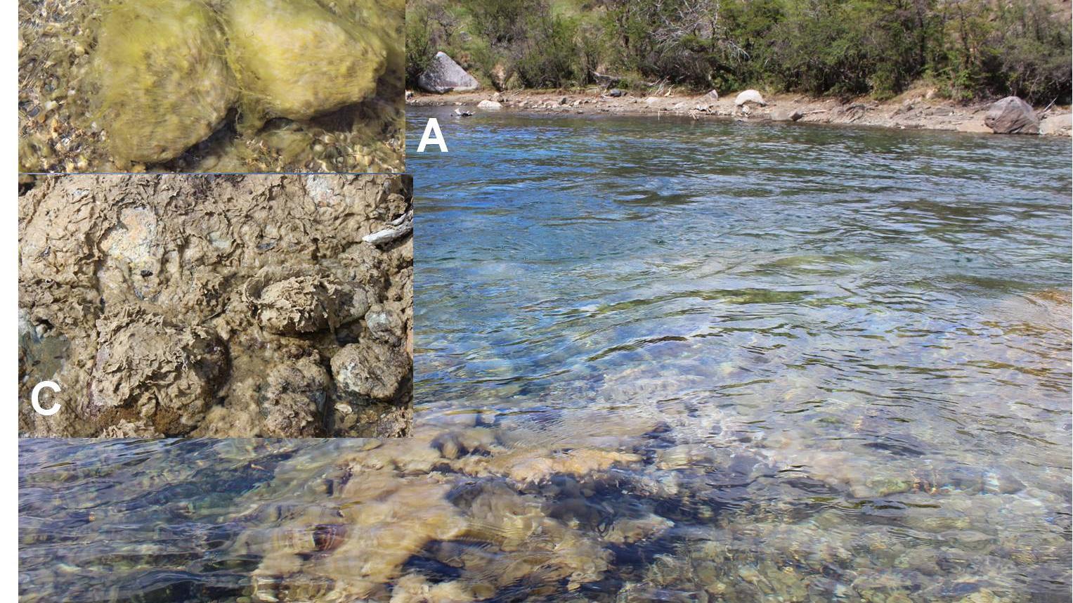 A) Vista del Rio Cochrane y de conglomerados de D. gemmata bajo la superficie. B) Aspecto Hidratada. C) Aspecto Desecada.
