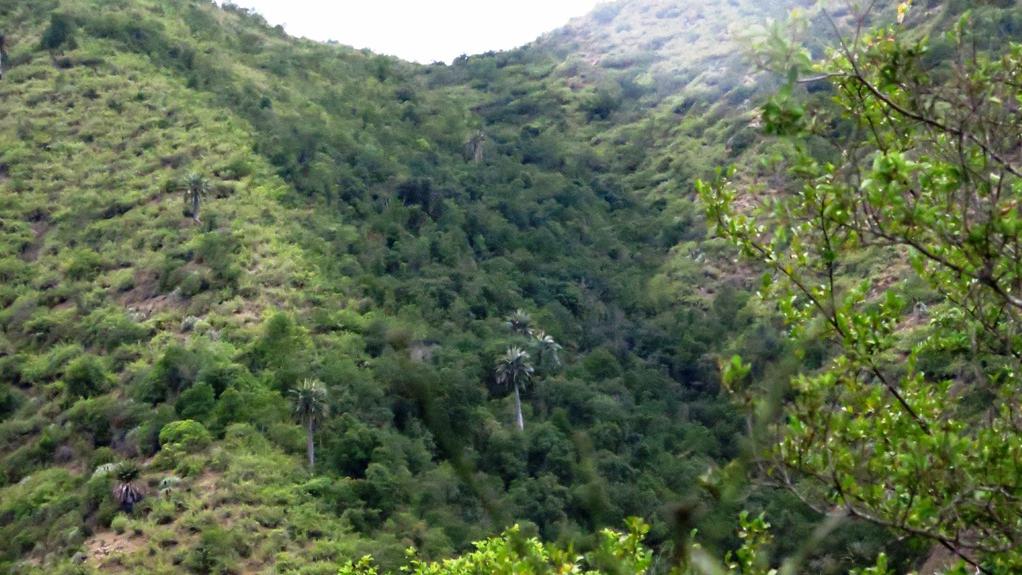 Vista general de la vegetación de una ladera exposicion norte en Los Perales