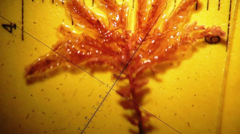 Ejemplar de hepática del género Plagiochila bajo lupa esteroscópica. Ejemplar de hepática del género Plagiochila bajo lupa esteroscópica.
