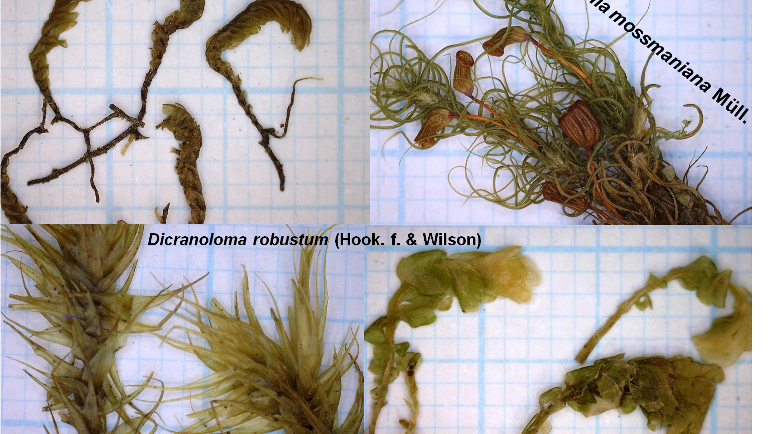 Musgos y hepáticas en bosques de Nothofagus de costa y montaña de Tierra del Fuego.