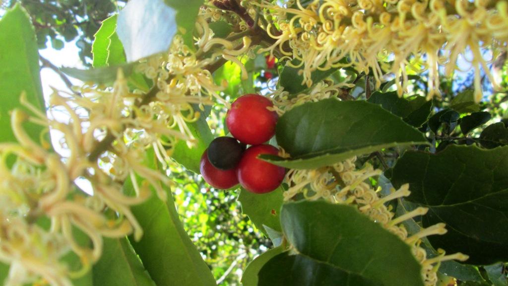 Gevuina avellana. Flores y fruto (Foto: Gloria Rojas). Gevuina avellana. Flores y fruto (Foto: Gloria Rojas).