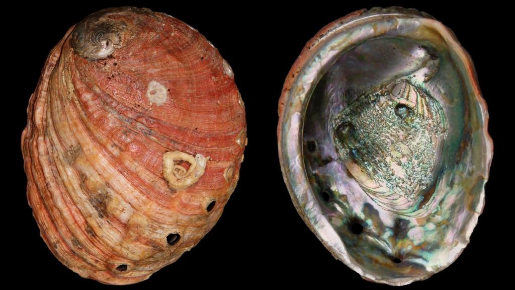 Haliotis rufescens, abalones rojos. Haliotis rufescens, abalones rojos.