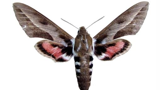 Monroy de la vid (Hyles annei), adulto. Monroy de la vid (Hyles annei), adulto.