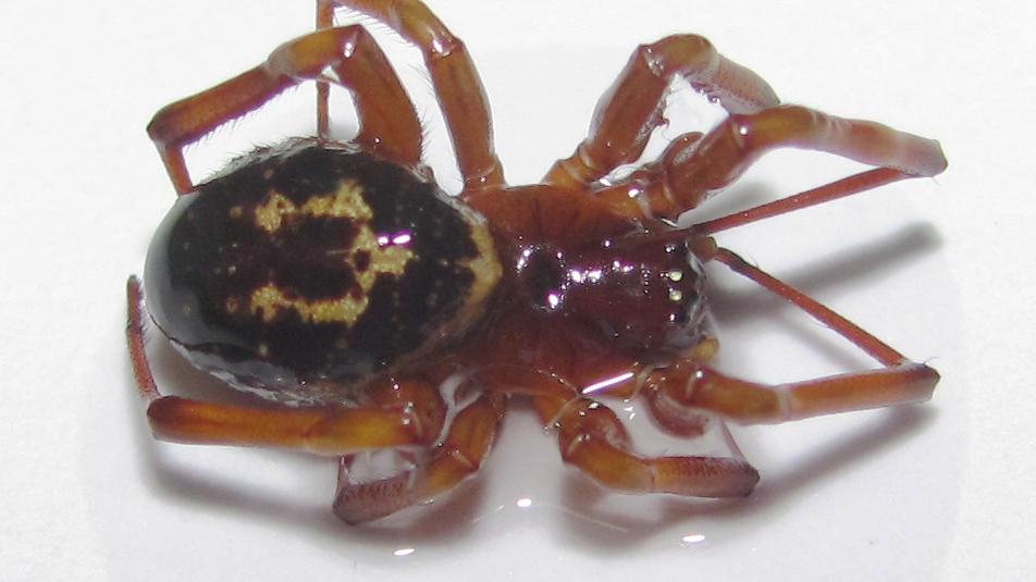 Ejemplar de Steatoda nobilis conservado en el Área de Entomología del MNHN Ejemplar de Stedatoa nobilis conservado en el Área de Entomología del MNHN