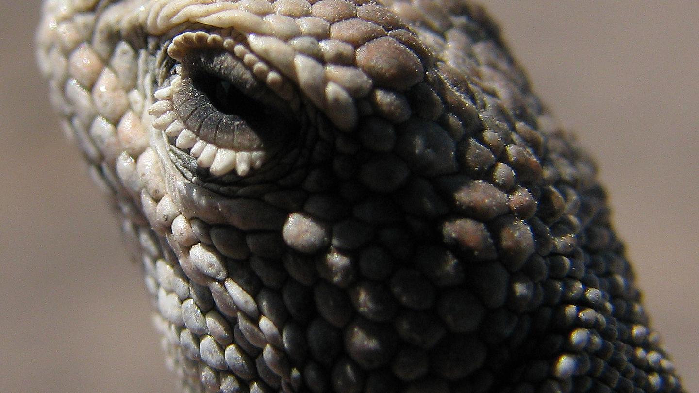 Liolaemus audituvelatus Liolaemus audituvelatus