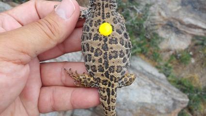 L. Leopardinus chica L. Leopardinus chica