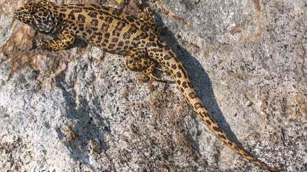 Lagartija leopardo (Foto: Yamil Hussein)