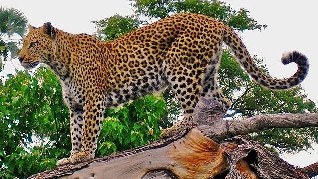 Panthera pardus