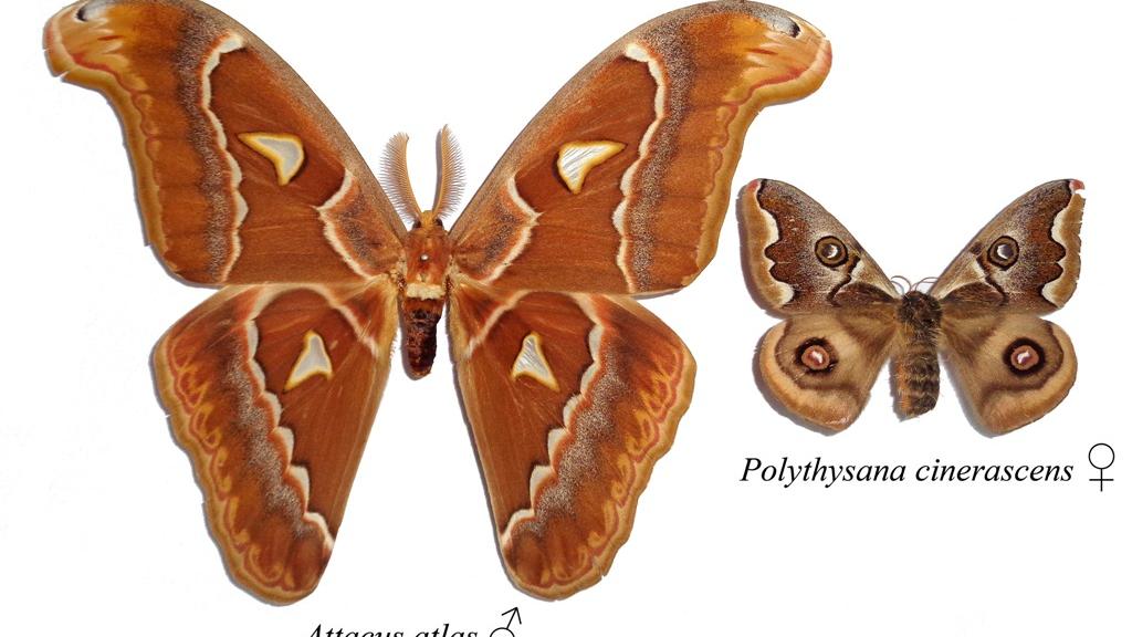 Lepidopteros gigantes