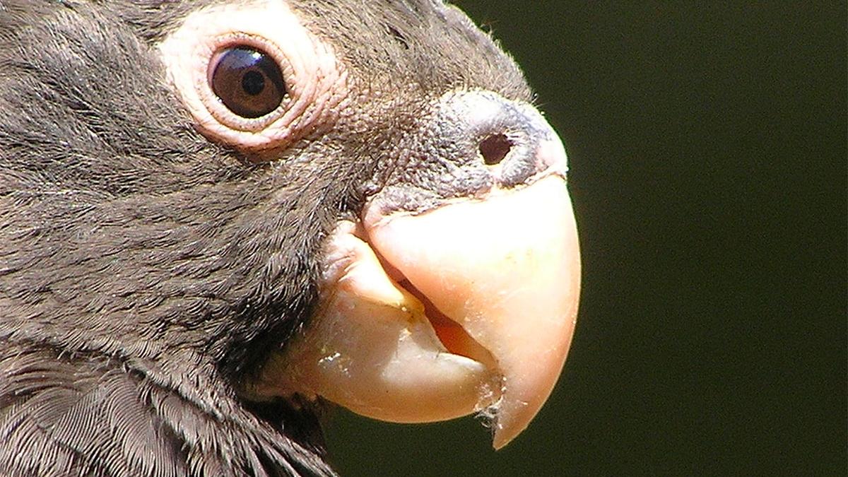 Loro vasa (Coracopsis vasa) Loro vasa (Coracopsis vasa)