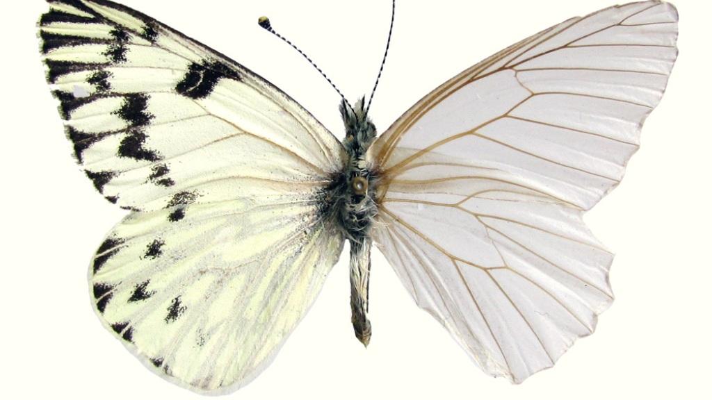 Mariposa con ala derecha descamada.