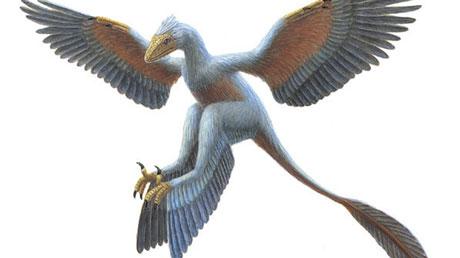 Microraptor tetráptero, según Utako Kikutani. Microraptor tetráptero, según Utako Kikutani.