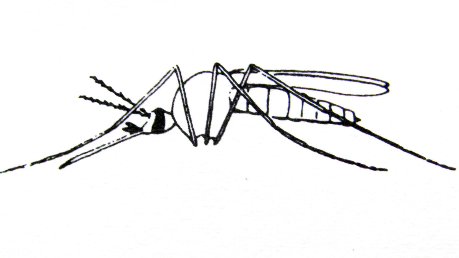 Aedes aegypti en reposo, adulto.