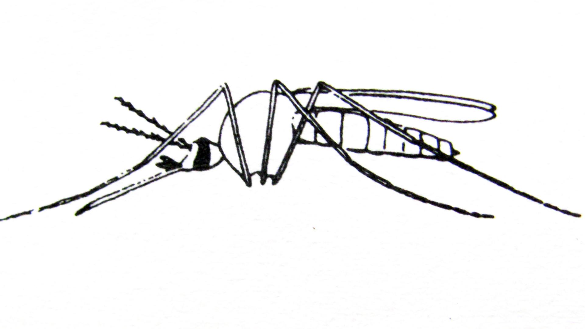 Aedes aegypti en reposo, adulto. Aedes aegypti en reposo, adulto.