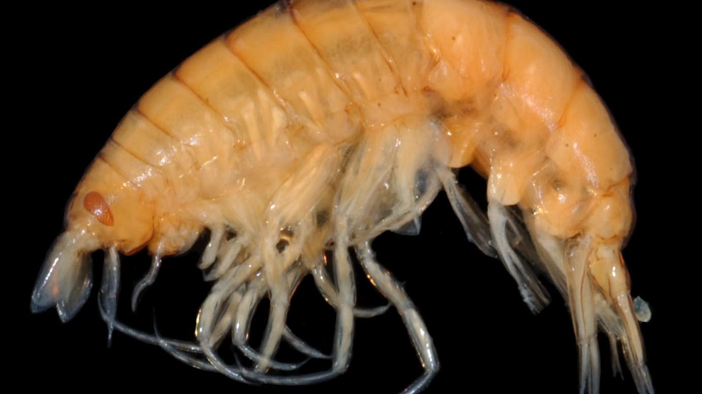 Vibilia antarctica Stebbing, 1888, una de las 178 especies agregadas a la lista de anfípodos de Chile. Vibilia antarctica Stebbing, 1888, una de las 178 especies agregadas a la lista de anfípodos de Chile.