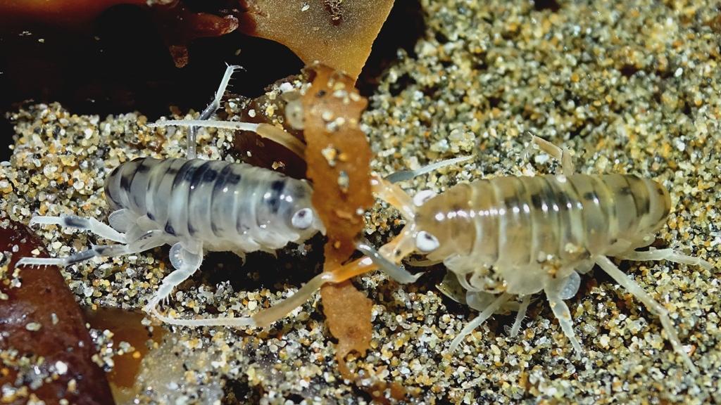 Pareja de Orchestoidea tuberculata (hembra a la izquierda y macho a la derecha).