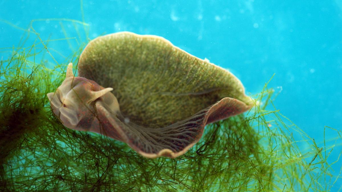 Elysia chlorotica (Imagen: Nicholas E. Curtis y Ray Martinez, University of South Florida). Elysia chlorotica (Imagen: Nicholas E. Curtis and Ray Martinez, University of South Florida).