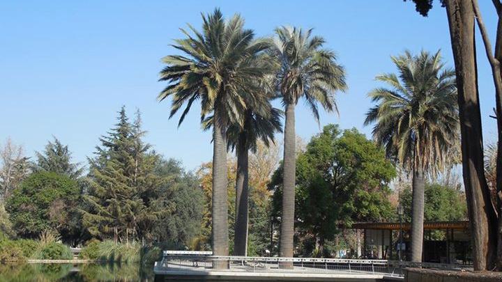 Palma chilena en el Parque Quinta Normal.