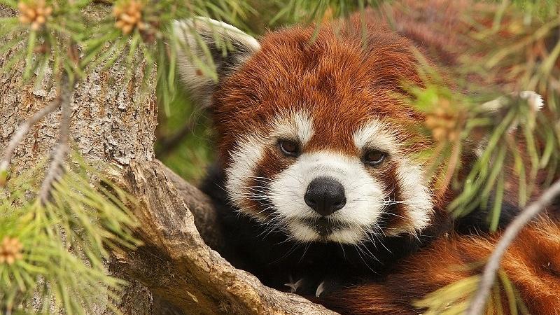 Panda rojo