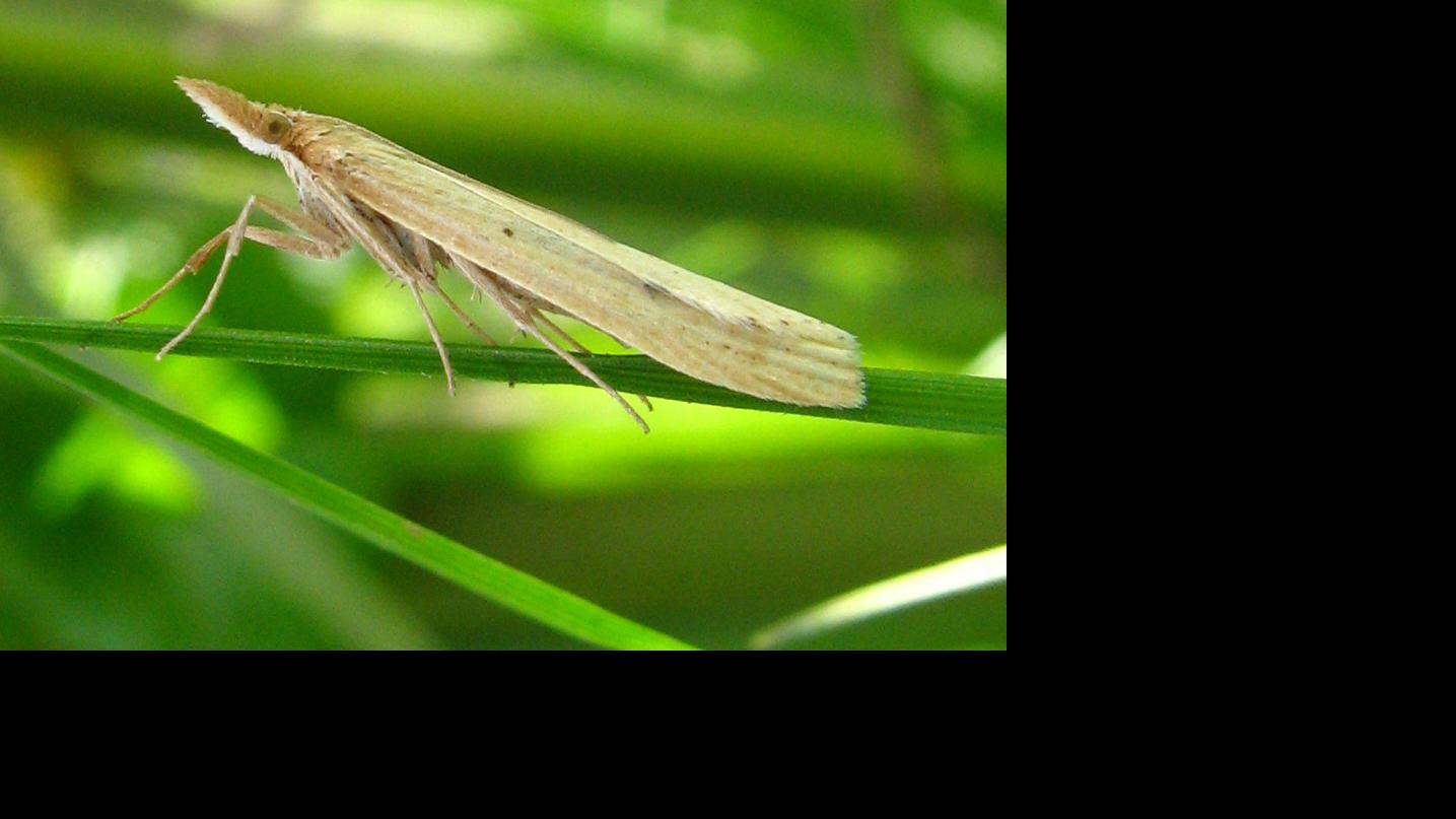 Polilla de la familia Crambidae.