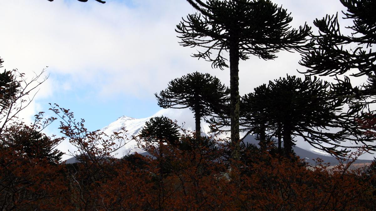 Pehuenes en el Parque Nacional Conguillio (Foto: Gloria Rojas). Pehuenes en el Parque Nacional Conguillio (Foto: Gloria Rojas).