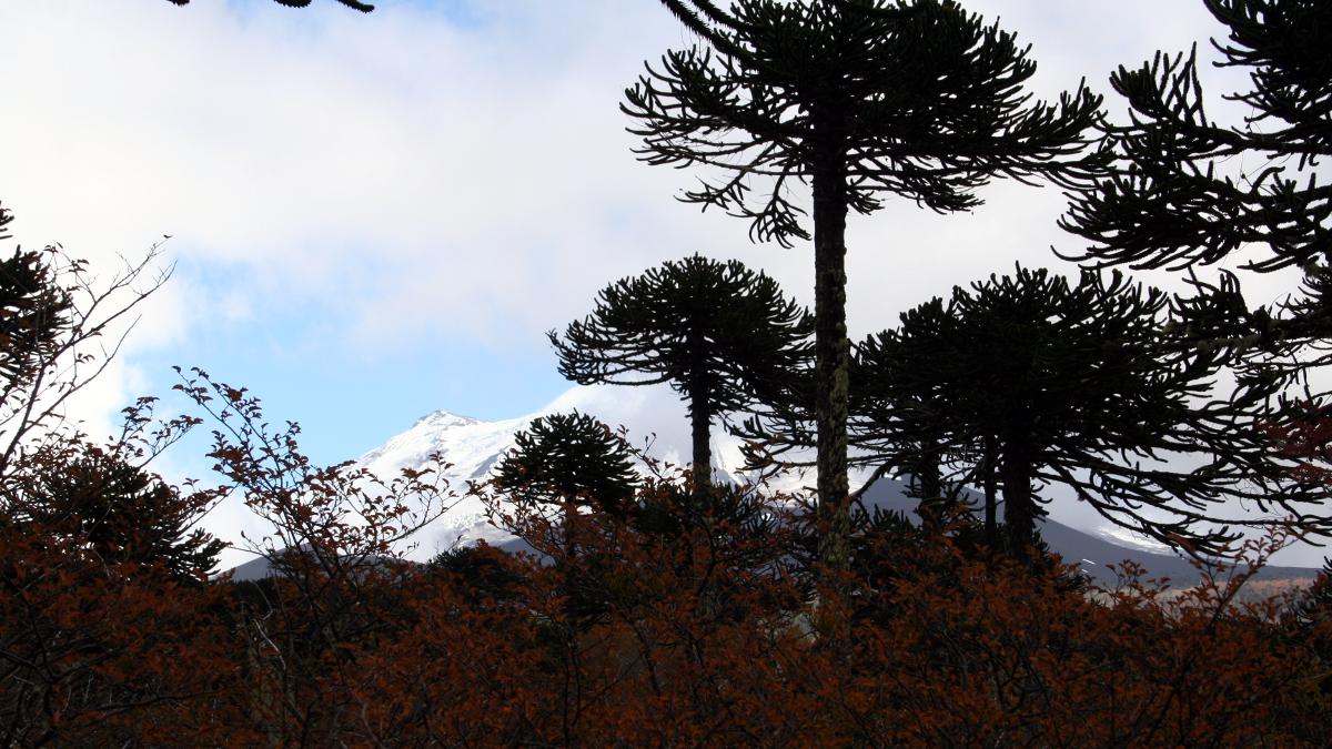 Pehuenes en el Parque Nacional Conguillio (Foto: Gloria Rojas).