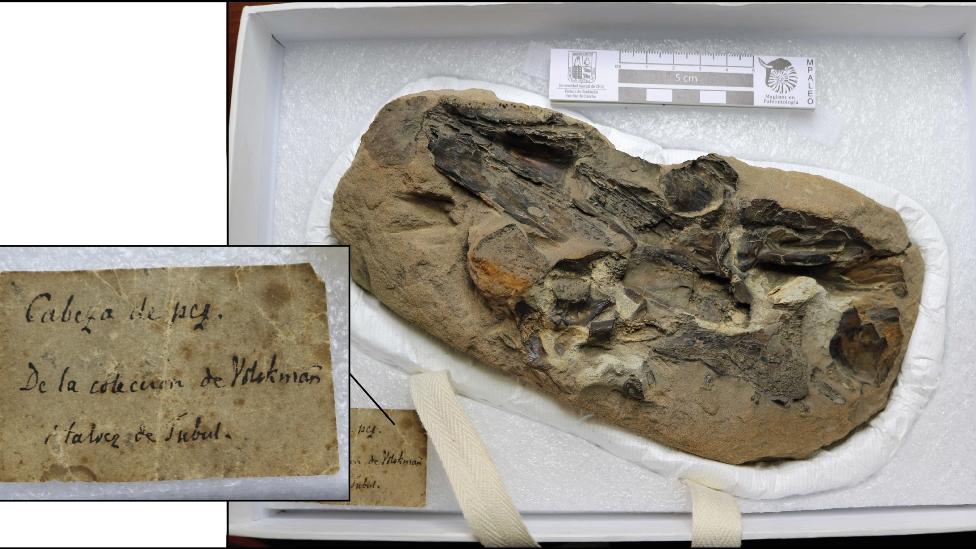 Restos de un pez fósil de la colección Philippi que fue mencionado, pero no ilustrado, en la obra «Los fósiles Terciarios i Cuartarios de Chile» de 1887. En la esquina inferior izquierda su etiqueta original.