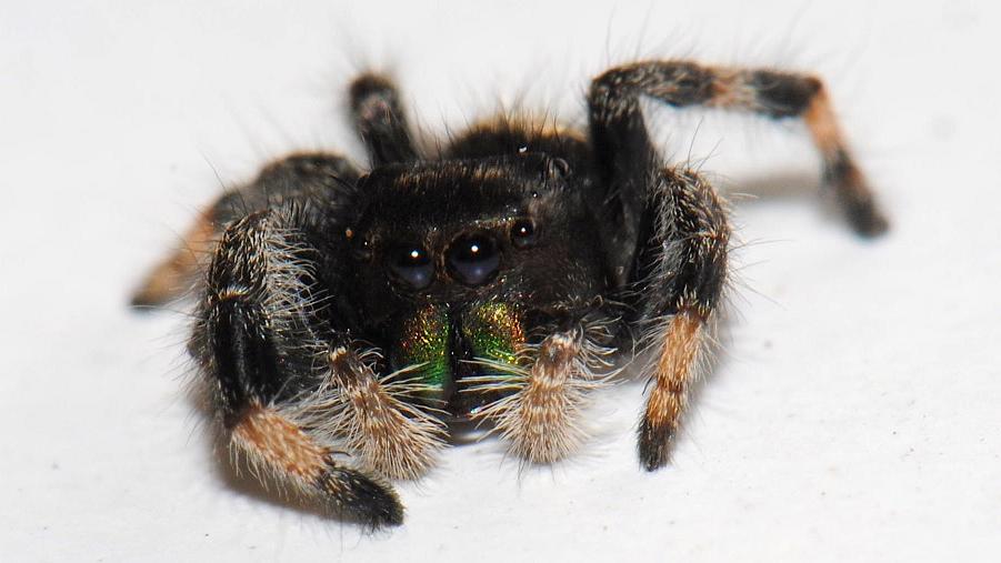 Phidippus regius C. L. Koch, 1846, especie distribuida en Estados Unidos de Norteamérica y el Caribe, introducida a Rapa Nui (Fotografía D. Cotoras). Phidippus regius C. L. Koch, 1846, especie distribuida en Estados Unidos de Norteamérica y el Caribe, introducida a Rapa Nui (Fotografía D. Cotoras).