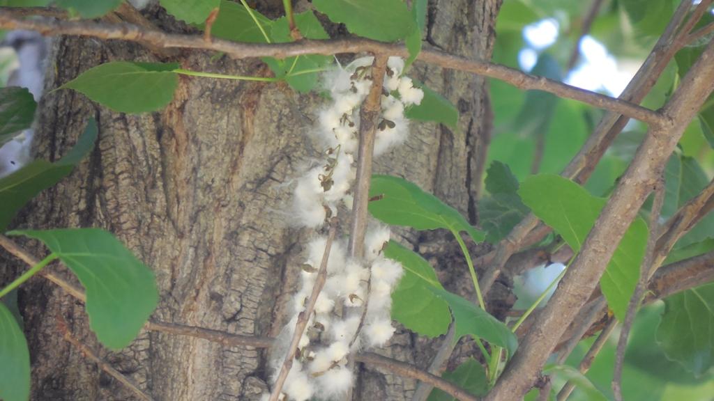 Populus deltoides. Foto, Paula García