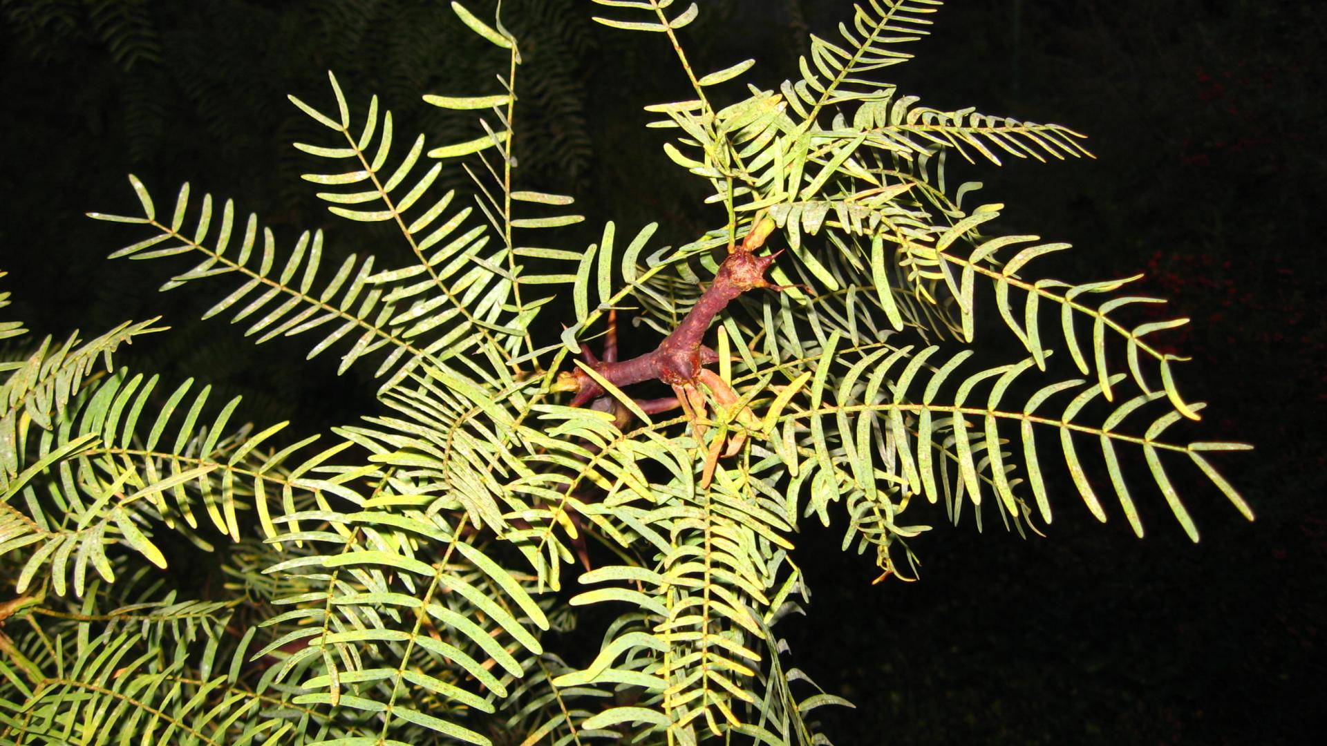 Prosopis chilensis. (Foto: Jaime Acevedo Romero)