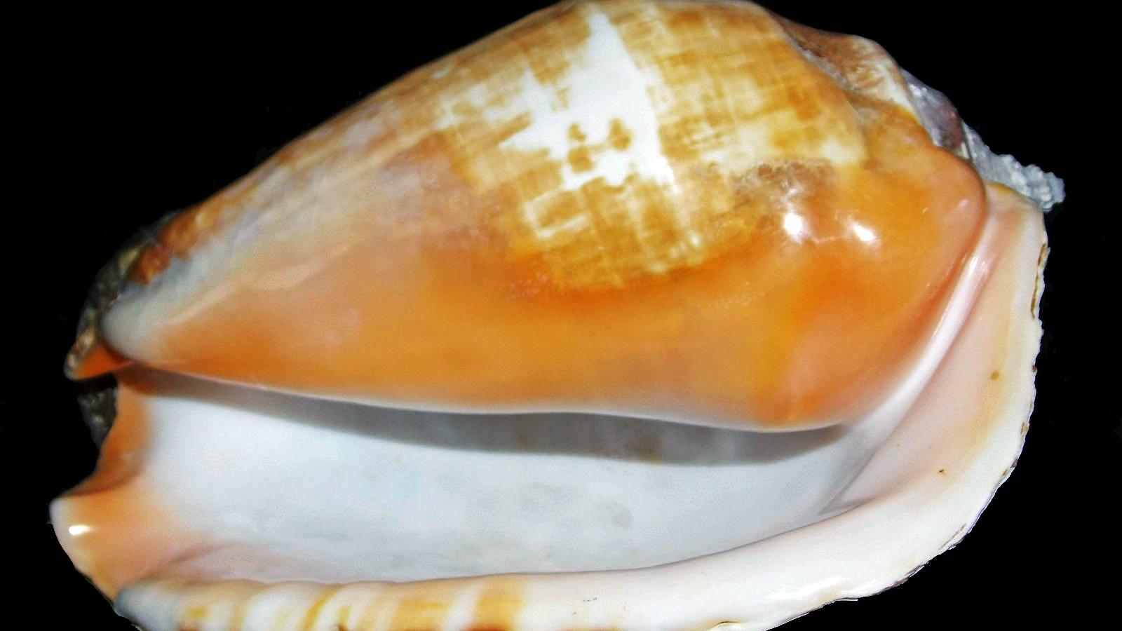 El “Pututu” o “Cambute” (Lobatus galeatus). El “Pututu” o “Cambute” (Lobatus galeatus).