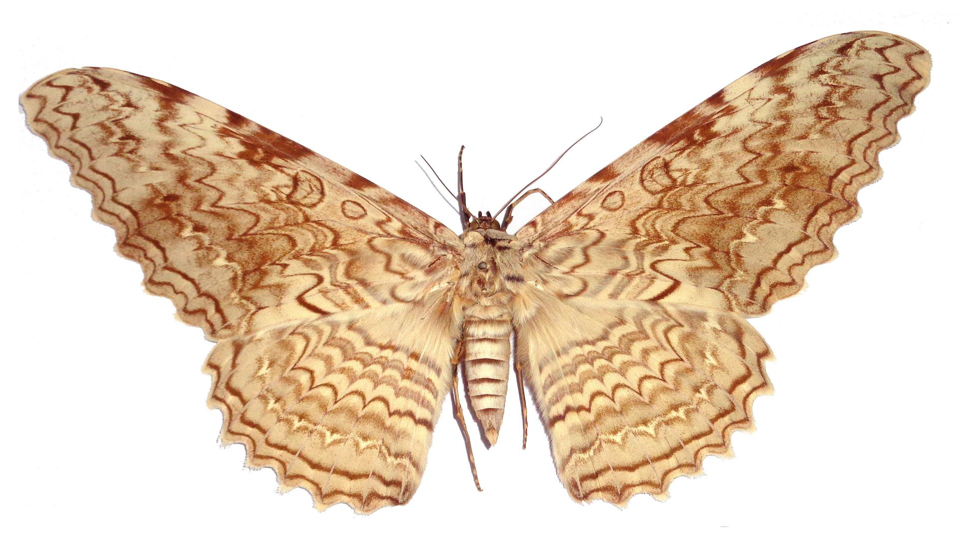Thysania agrippina Thysania agrippina