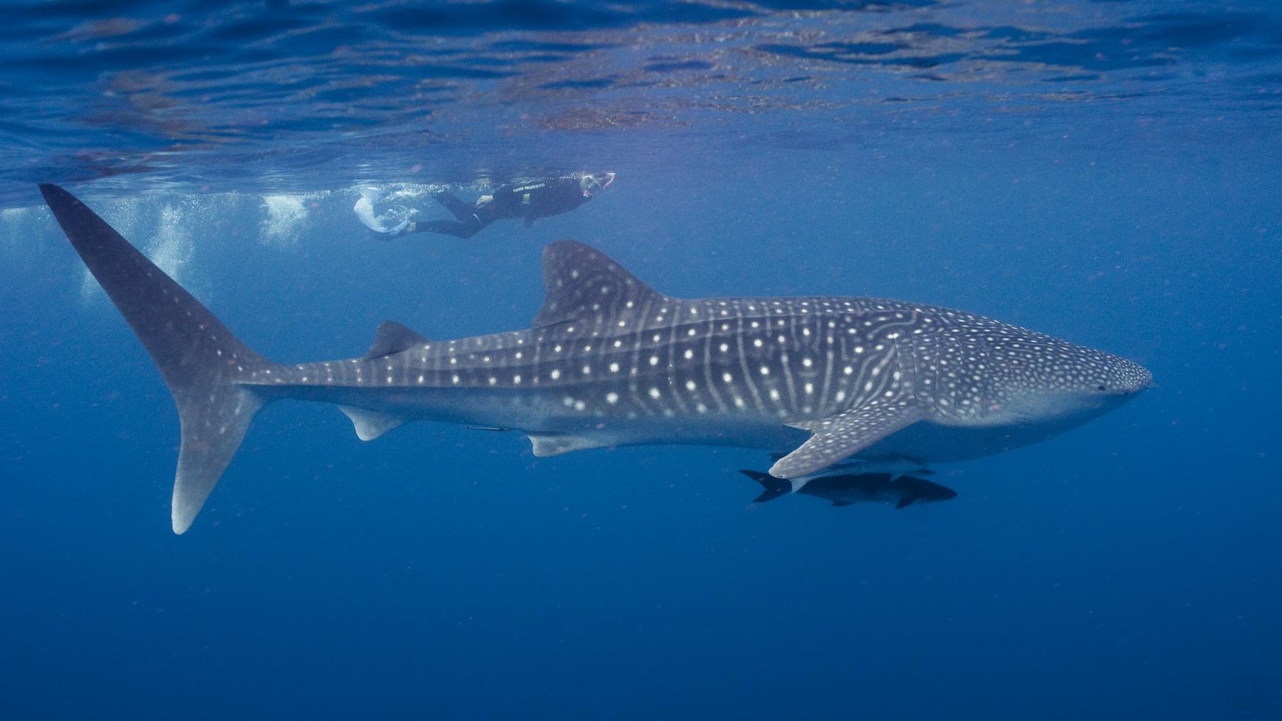 Ejemplar de tiburón ballena (Rhincodon typus). © Erik Schlogl. Ejemplar de tiburón ballena (Rhincodon typus). © Erik Schlogl.