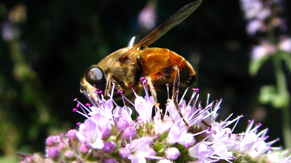 “Mosca abeja”, Eristalis tenax (Diptera: Syrphidae).
