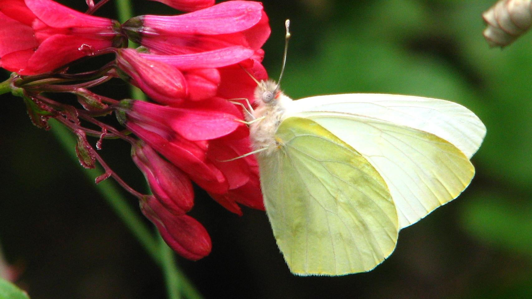 Bomarea salsilla Bomarea salsilla