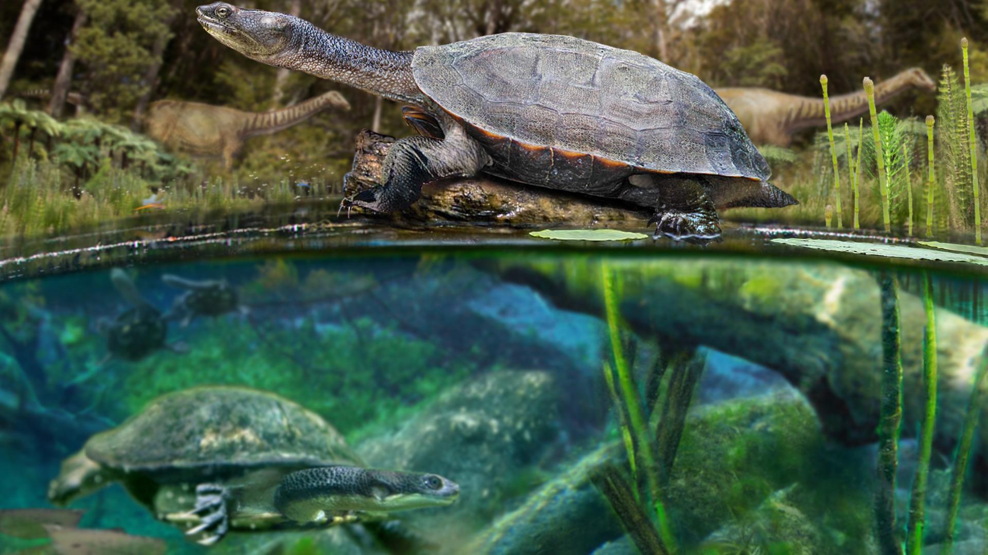 Reconstrucción de la apariencia en vida de la tortuga hallada en el Valle de las Chinas, cf. Yaminuechelys. Ilustración: Mauricio Álvarez. Reconstrucción de la apariencia en vida de la tortuga hallada en el Valle de las Chinas, cf. Yaminuechelys. Ilustración: Mauricio Álvarez.