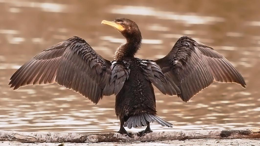 Pato yeco, (Phalacrocorax brasilianus)