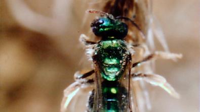 Corynura chloris