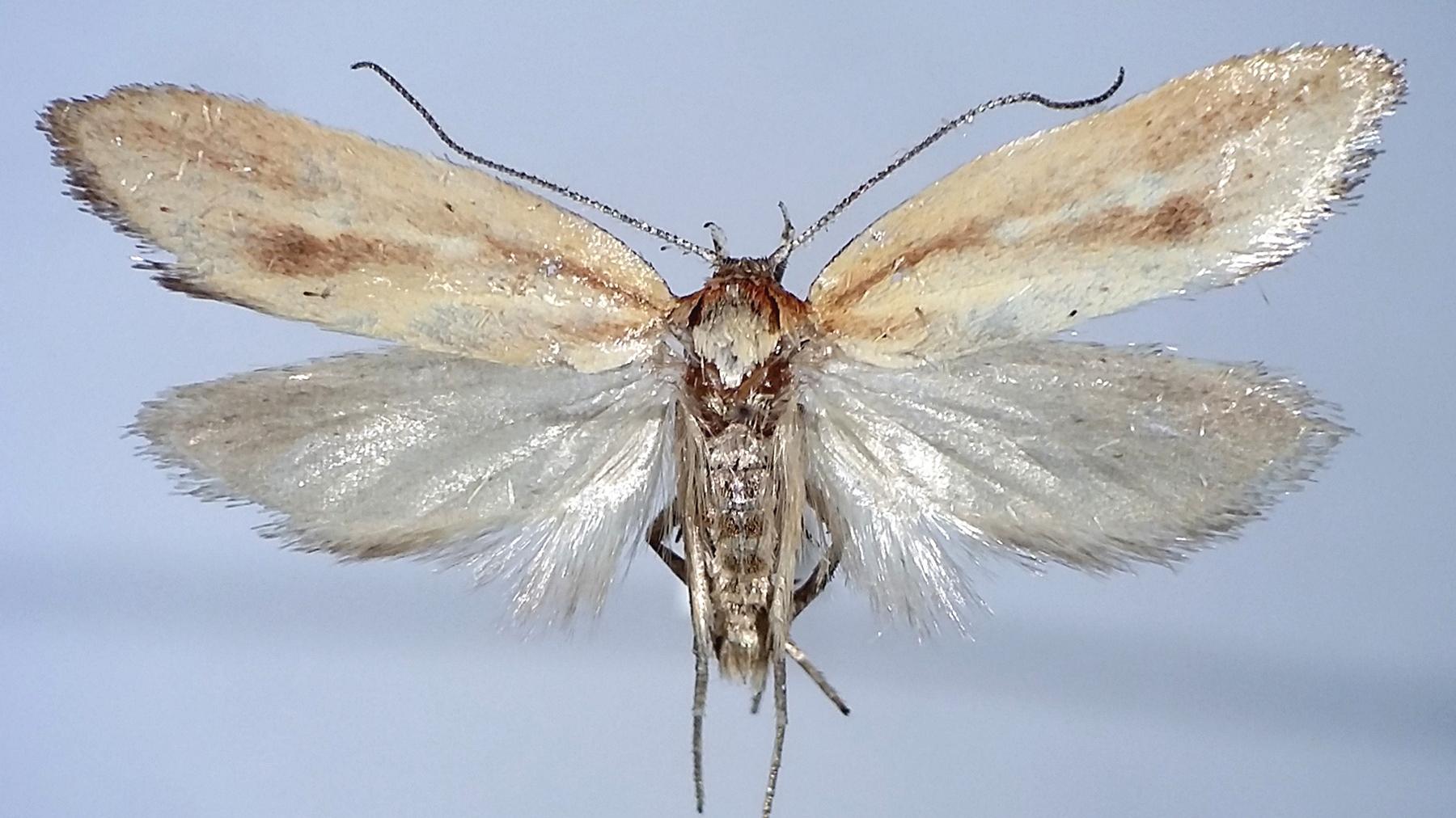 Aliciana violetae. Aliciana violetae.