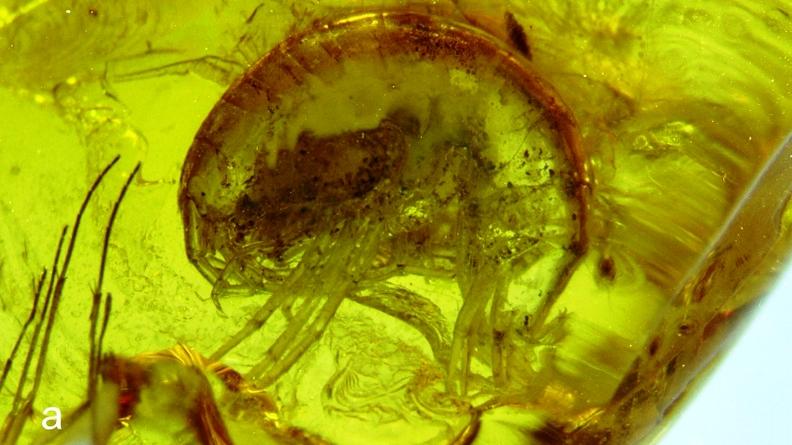 Inclusión en ámbar del Eoceno. Fósiles de anfípodos del género Palaeogammarus. Inclusión en ámbar del Eoceno. Fósiles de anfípodos del género Palaeogammarus.
