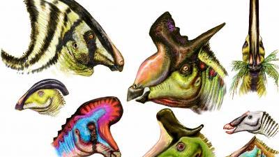 Cabezas de hadrosaurios