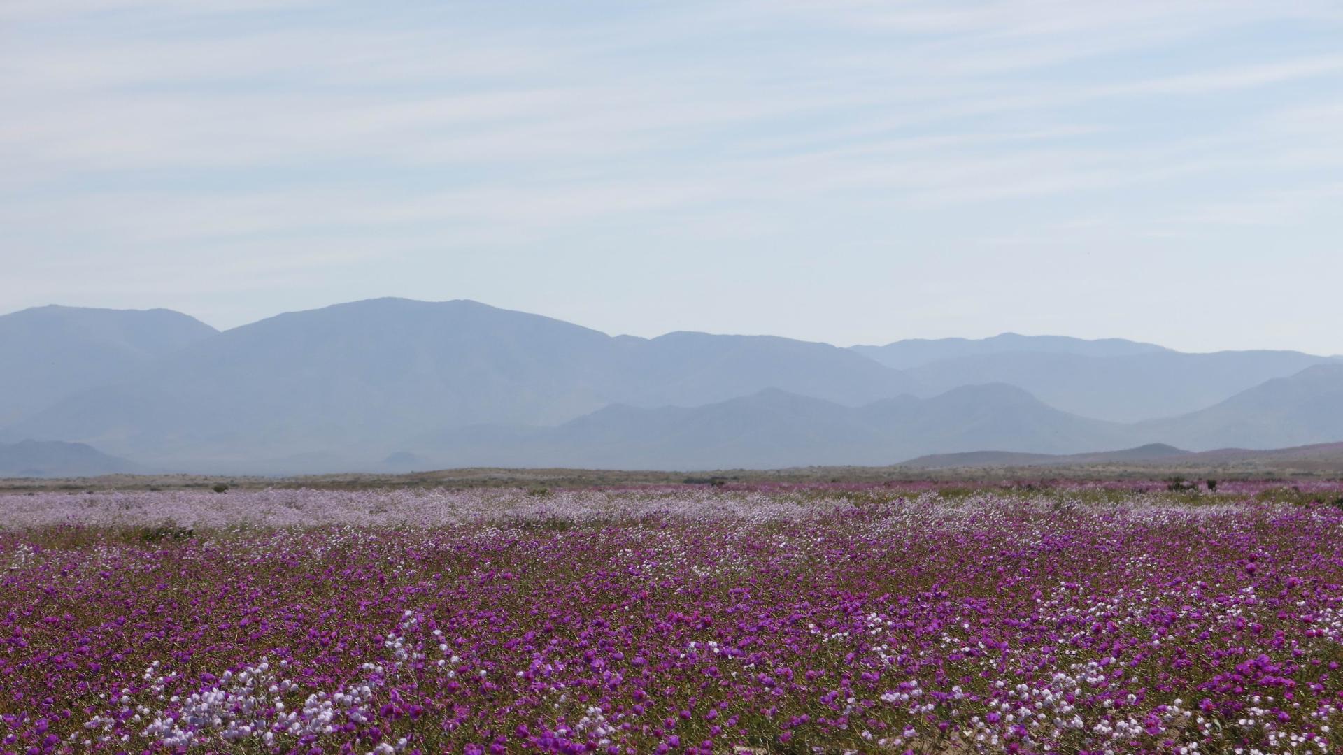 Cerca de la carretera, camino perpendicular (Foto G. Rojas)