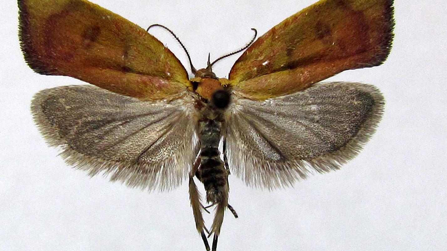 Lepidóptero adulto montado en alfiler, Dita palmai (Oecophoridae).