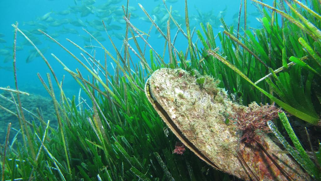 Pinna nobilis. Pinna nobilis.