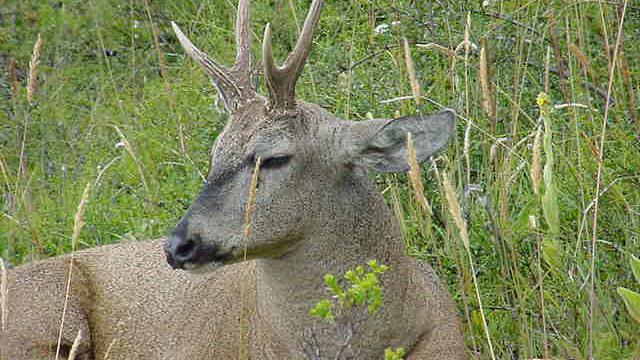 Huemul, Hippocamelus bisulcus Huemul, Hippocamelus bisulcus