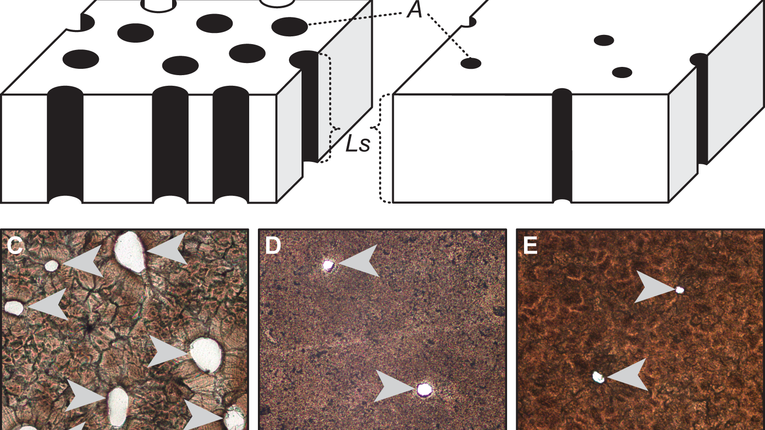 Porosidad de cascarón de arcosaurios. Diagrama esquemático de cáscara de arcosaurio con alta porosidad (A) y baja porosidad (B). Cortes de secciones transversales en un caimán (Caiman latirostris) (C), nido abierto de un pavo real (Pavo cristatus) (D), y